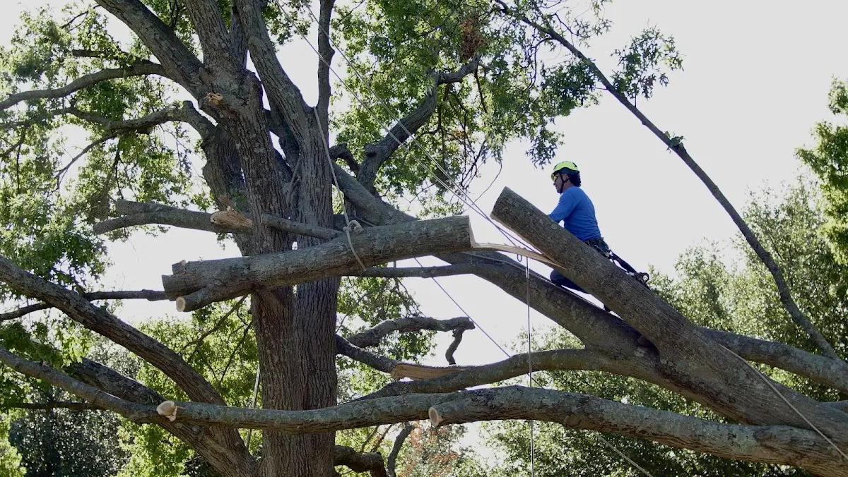 Professional Crown Thinning performed by certified arborists in Gilmanton